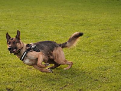 Tyson the Affectionate German Shepherd (First Timer)