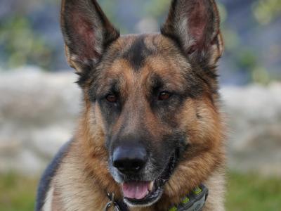 Tyson the Affectionate German Shepherd (First Timer)