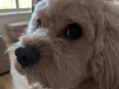 Toby the Cavachon – Available for Stud