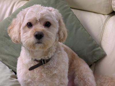 Toby the Cavachon – Available for Stud