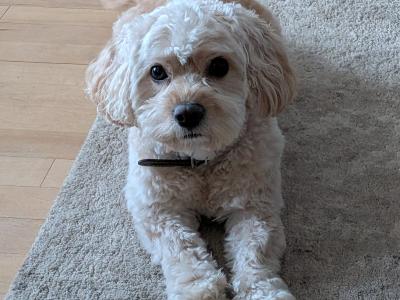 Toby the Cavachon – Available for Stud