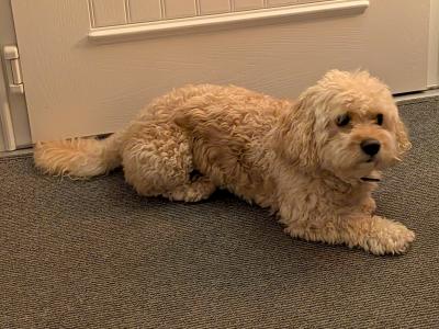 Toby the Cavachon – Available for Stud
