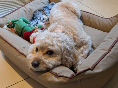 Toby the Cavachon – Available for Stud