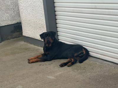 Rottweiler “Apollo” @INISHDARKFUR