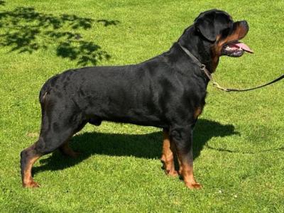 Rottweiler “Apollo” @INISHDARKFUR