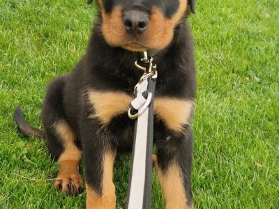 Rottweiler “Apollo” @INISHDARKFUR