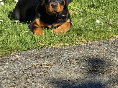 Rottweiler “Apollo” @INISHDARKFUR