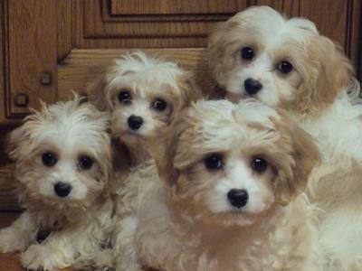 Puppies & Dogs for sale in Ireland - Dogs.ie - dogs.ie