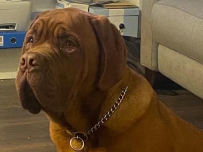IKC Registered Dogue De Bordeaux