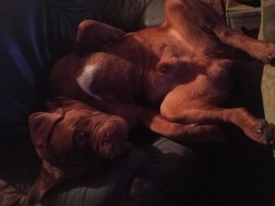 IKC Registered Dogue De Bordeaux