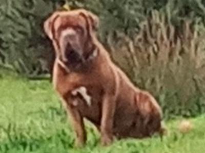 IKC Registered Dogue De Bordeaux