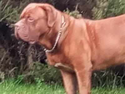 IKC Registered Dogue De Bordeaux