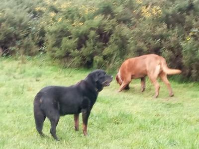 IKC Registered Dogue De Bordeaux