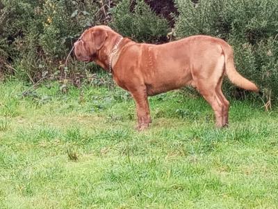 IKC Registered Dogue De Bordeaux