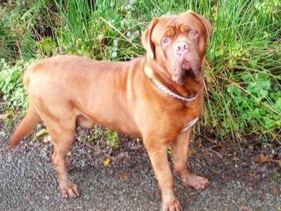 IKC Registered Dogue De Bordeaux