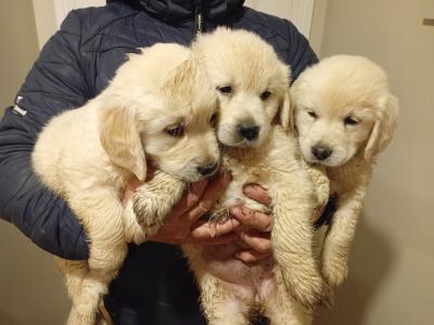 Puppies & Dogs for sale in Ireland - Dogs.ie - dogs.ie