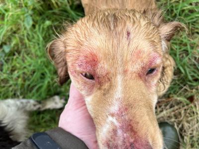 KC Registered Working Cocker for Stud