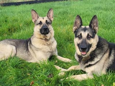 Dogs for sale in Ireland - dogs.ie