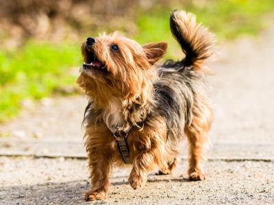 Puppies & Dogs for sale in Ireland - Dogs.ie - dogs.ie