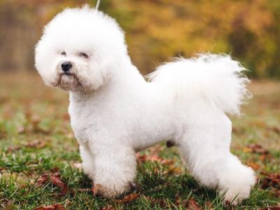 Bichon Frise