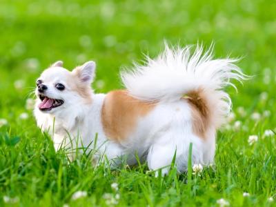 Chihuahua