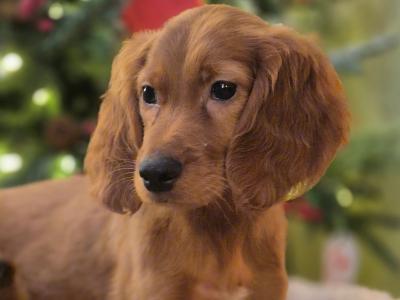 Irish Setter dogs for sale in Ireland - dogs.ie
