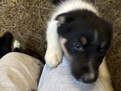 Border Collie dogs for sale in Ireland - dogs.ie