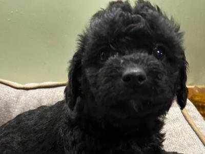 Maltipoo dogs for sale in Ireland - dogs.ie
