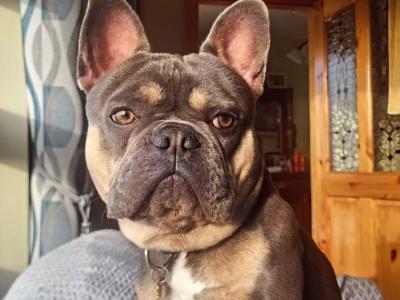 French Bulldog Pedigree stud Bruno
