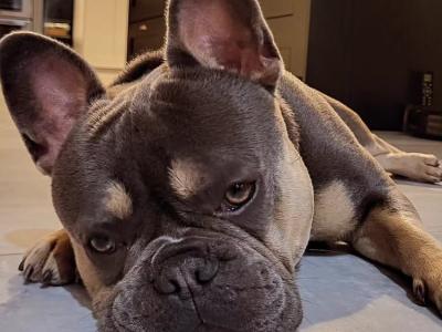 French Bulldog Pedigree stud Bruno