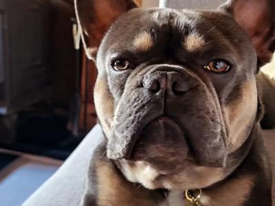 French Bulldog Pedigree stud Bruno