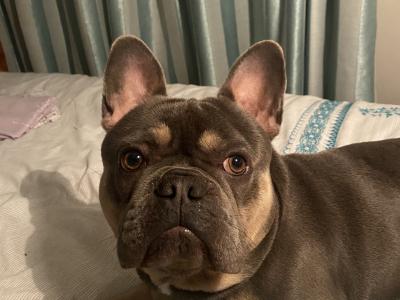 French Bulldog Pedigree stud Bruno