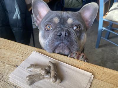 French Bulldog Pedigree stud Bruno