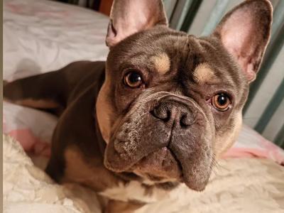 French Bulldog Pedigree stud Bruno