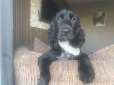 Cocker spaniel for stud