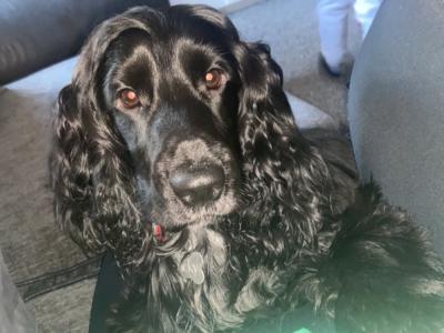 Cocker spaniel for stud