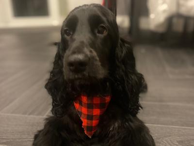 Cocker spaniel for stud