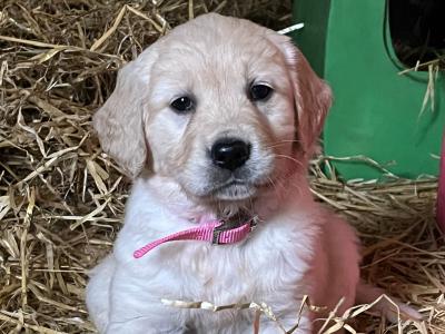 Golden Retriever dogs for sale in Ireland - dogs.ie