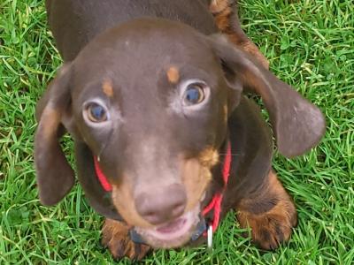 Dogs for sale in Ireland - dogs.ie