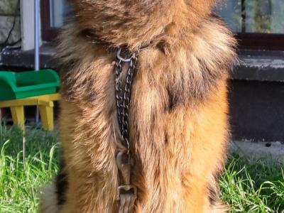 Proven German Shepherd stud in Limerick
