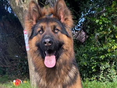 Proven German Shepherd stud in Limerick