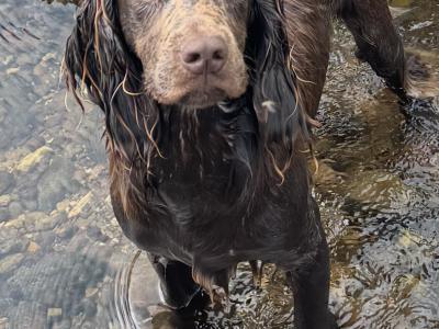KC Registered Working Cocker for Stud