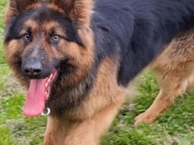 Proven German Shepherd stud in Limerick