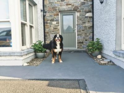 IKC Registered Bernese Mountain Dog for stud