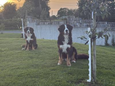 IKC Registered Bernese Mountain Dog for stud