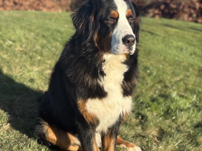 IKC Registered Bernese Mountain Dog for stud