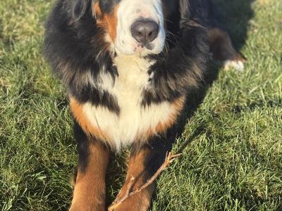 IKC Registered Bernese Mountain Dog for stud