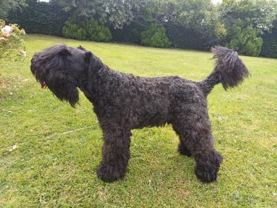 Friendly IKC Registered Kerry Blue Terrier for stud in Laois
