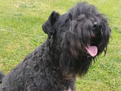 Friendly IKC Registered Kerry Blue Terrier for stud in Laois