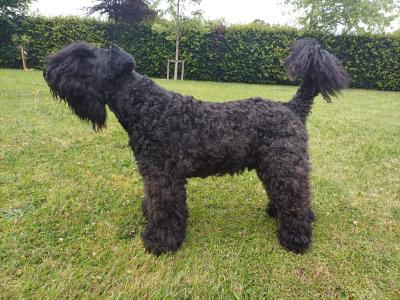 Friendly IKC Registered Kerry Blue Terrier for stud in Laois